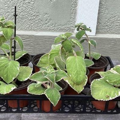 MMM211 Ten Variegated Oregano Plants 
