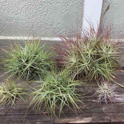 MMM215 Five Tillandsia “Ball” Plants