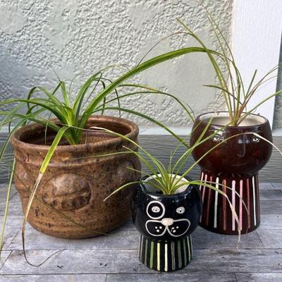 MMM198 Three Ponytail Plants In Ceramic Planters 