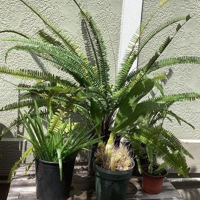 MMM213 Five Various Plants
