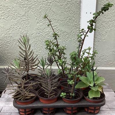 MMM210 Twenty-Five Various Succulent Plants 
