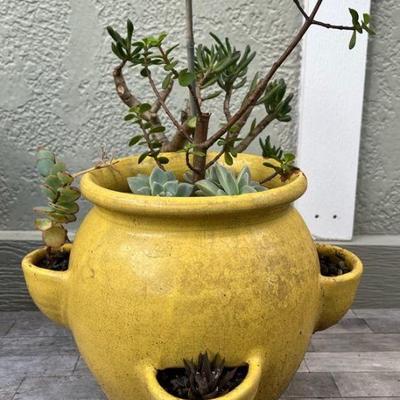 MMM199 Yellow Ceramic Strawberry Pot Of Various Succulents 