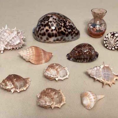 MMM180 Various Beautiful Seashells 