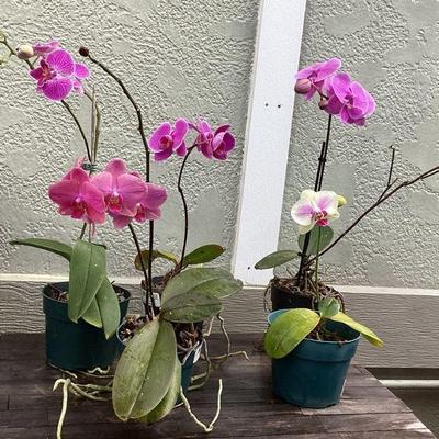 MMM214 Five Beautiful Phalaenopsis Orchid Plants 