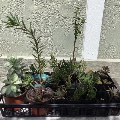 MMM212 Twelve Various Succulent Plants 