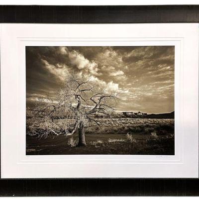 BEN HAM LARGE PHOTOGRAPH COTTONWOOD