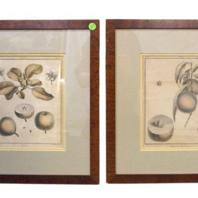 PAIR ANTIQUE BOTANICAL ILLUSTRATIONS COPPER ENGRAVINGS