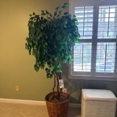 Plant