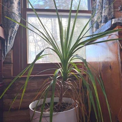 Large Potted Spider Plant
