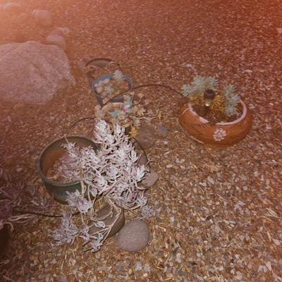 Outdoor Plants/Pottery/Art