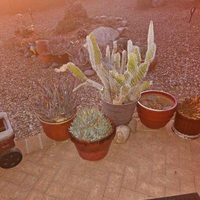 Outdoor Plants/Pottery/Art