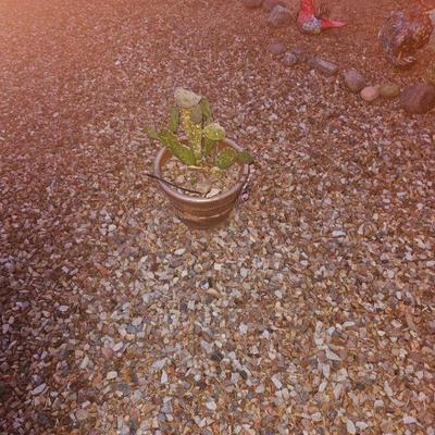 Outdoor Plants/Pottery/Art