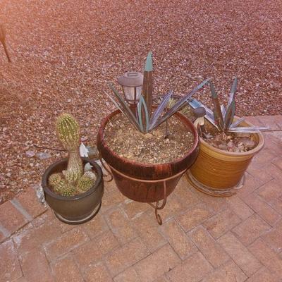 Outdoor Plants/Pottery/Art