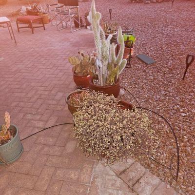 Outdoor Plants/Pottery/Art