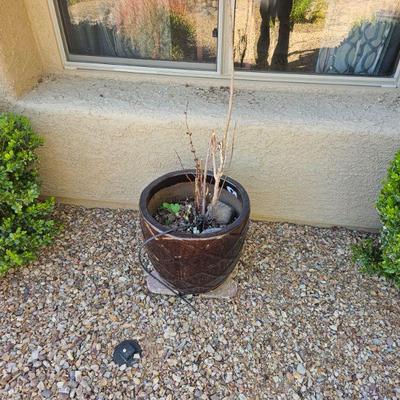 Outdoor Plants/Pottery/Art