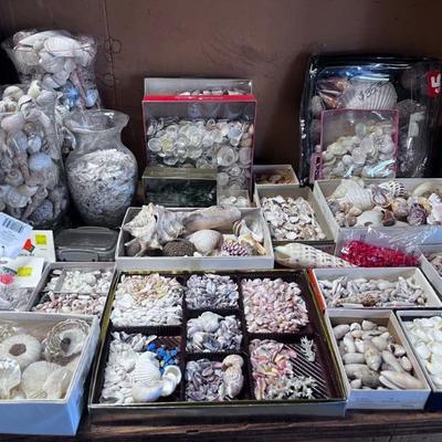 SHELLS-SHELLS-SHELLS