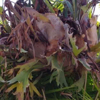 Staghorn