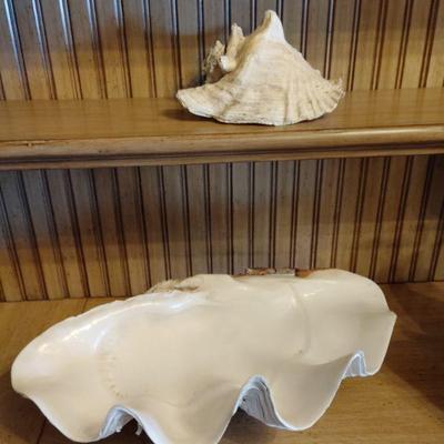 TRIDACNA GIGAS giant clamshell.