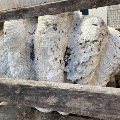 Giant clam shell