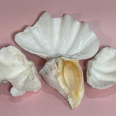 Vintage Beautiful Natural Conch, Stunning Natural Vintage Clam Shells