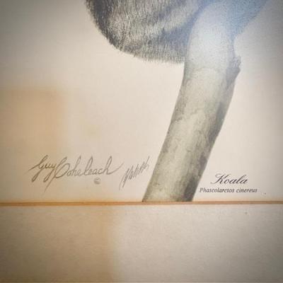 Guy Coheleach "Koala" print