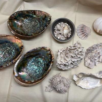 Abalone shells other seashells