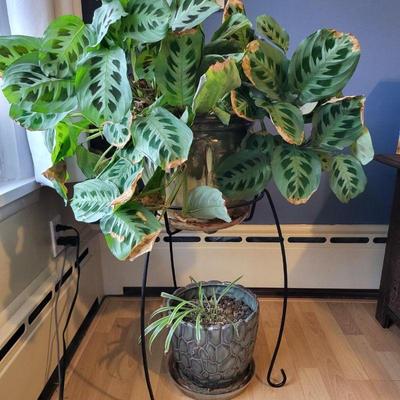 Potted Indoor Plants & Ceramic Pots