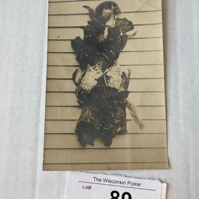 Taxidermy Postcard
