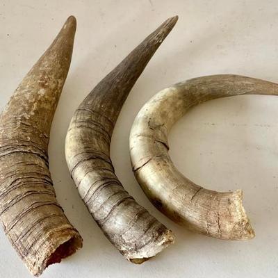 3 Vintage Cow Horns 