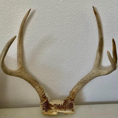 Set Of Vintage Antlers 