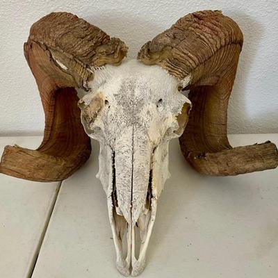 Vintage Big Horn Sheep Skull & Horns 