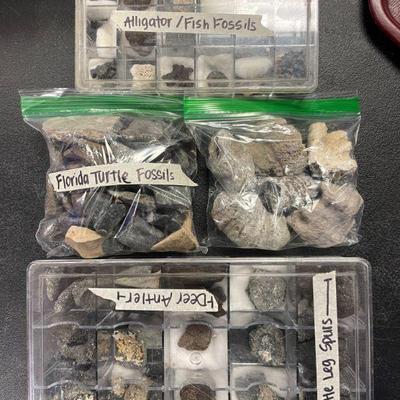 FOSSILS