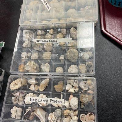 FOSSILS