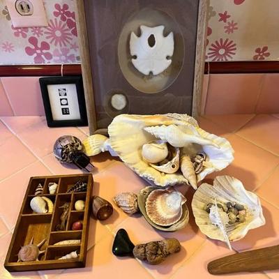 https://ctbids.com/estate-sale/34519/item/3870221/Lot-Of-Seashells-And-Seashell-Art