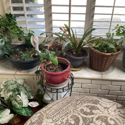 House plants