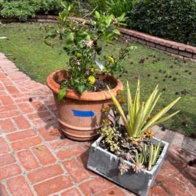 https://ctbids.com/estate-sale/34673/item/3898006/Potted-Succulents-And-Asian-Citrus-Plant