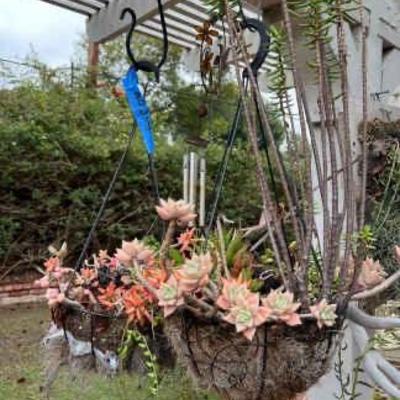 https://ctbids.com/estate-sale/34673/item/3897801/Hanging-Planters-With-Live-Succulents