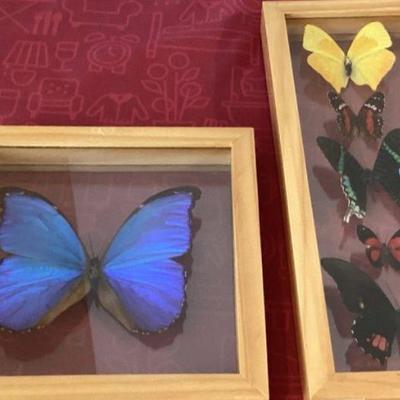 Framed Taxidermy Butterflies