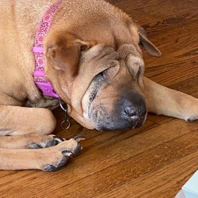 Snickers is Getting Some Rest for the SASSIE ESTATE SALE!! 