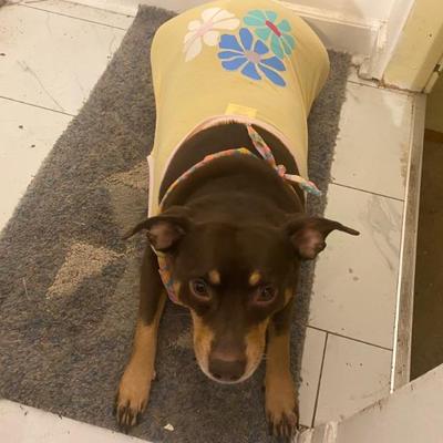 Zelda Flower Power Puppy, Waiting Patiently for her treat!