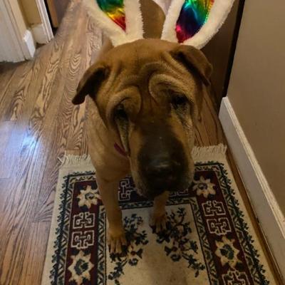Snickers Trying out for the Cadbury Easter Bunny!! She is a pure Chinese Shar Pei and is 15!!