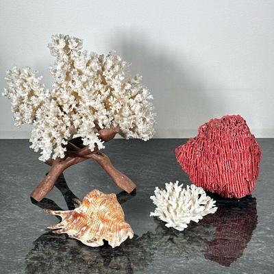 (4pc) CORAL & SHELL | Including: large & small bleached coral with wood stand, red tubular coral, and conch shell - h. 9.5 x w. 9...