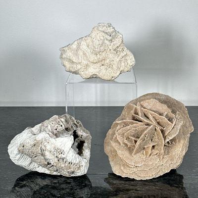 (3pc) CORAL & CRYSTALS | Including: Selenite Desert Rose crystal structure, Brain coral, and other fossilized coral. - h. 5 x w. 6 x...
