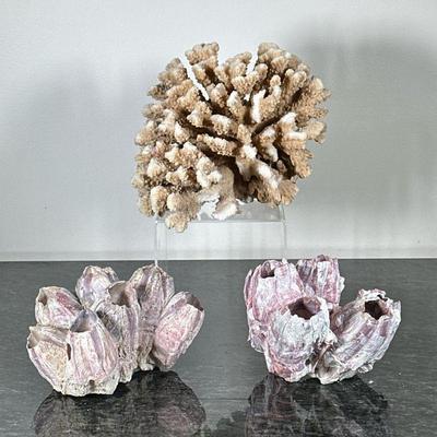 (3pc) MIXED CORAL | Including: Branch or finger coral, and pair of barnacle clusters - h. 8 x w. 9 x d. 8 in (largest)

