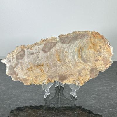 PETRIFIED WOOD SLAB | Petrified wood slab on clear plastic stand. - w. 7 x l. 14.5 in

