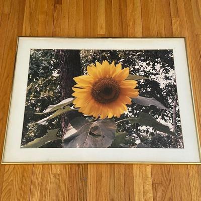 Unknown Artist, Original Photography - Sunflower | Close-up photography of a single bloomed sunflower amongst greenery. Framed and...