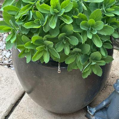 Beautiful pot with plant