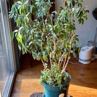 55” Dwarf Umbrella Tree
