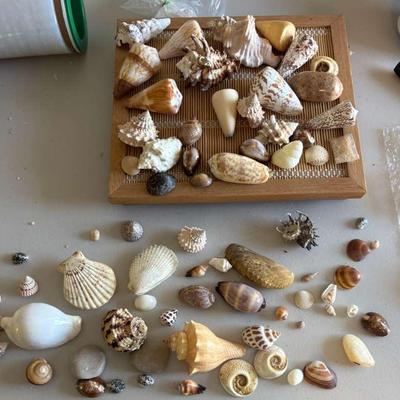 PPE077 Assorted Natural Shells Collection