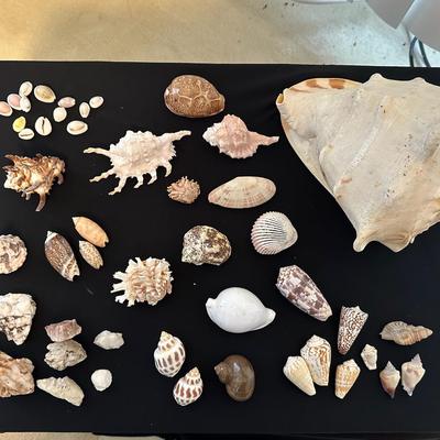 PPE020- Variety Of Shells And Quartz